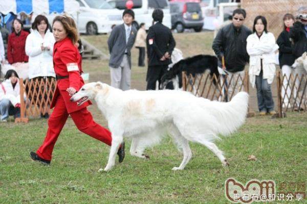 苏俄猎狼犬_狗狗品种介绍